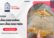 Nuôi chim cảnh nên chọn lồng vuông hay lồng tròn? Hướng dẫn chi tiết 