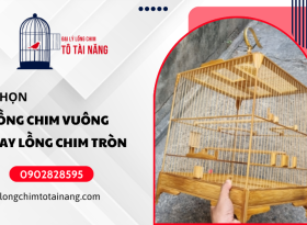 Nuôi chim cảnh nên chọn lồng vuông hay lồng tròn? Hướng dẫn chi tiết 