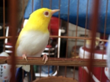 CHIM VÀNH KHUYÊN ĐỘT BIẾN GEN GIÁ 15.000 ĐÔLA