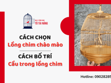 Cách chọn lồng chim chào mào và bố trí cầu cho chào mào phù hợp
