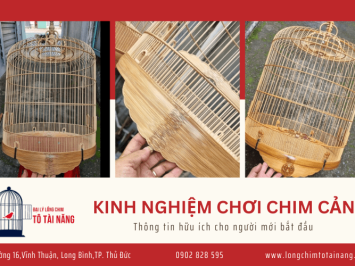 Kinh nghiệm chơi chim cảnh - Thông tin hữu ích cho người mới bắt đầu