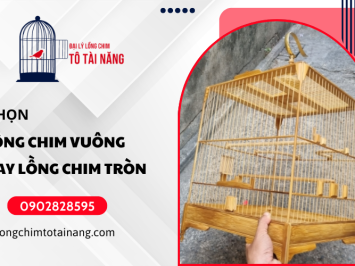 Nuôi chim cảnh nên chọn lồng vuông hay lồng tròn? Hướng dẫn chi tiết 
